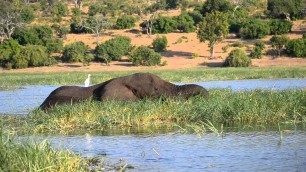 'Elephant in the Chobe river cleaning and eating its food'