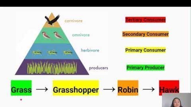 'Ecology 2: Food Chains & Food Webs (Video 2 in Yr 10 Living World Series)'