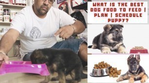 'German Shepherd Diet Chart | What is the Best Dog Food to Feed | Plan | Schedule Puppy? Bhola Shola'