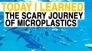 'TIL: From Fleece Jackets to Your Food: The Scary Journey of Microplastics | Today I Learned'