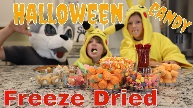 'Halloween Candy Freeze Dried// Candy Corn, Laffy Taffy, Twizzlers, Bit O Honey, Sweet Tarts'