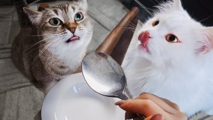 'How Cats React To Me Eating Invisible Food'