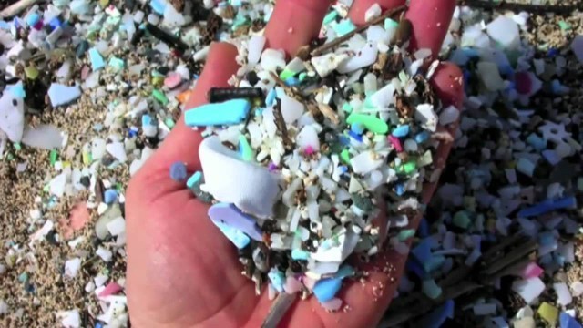 'Plastic Trash in Oceans Enters Marine Food Chain'