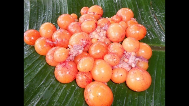 'Cooking Unlaid Chicken Eggs Fry In My Village Farm - Food Money Food - Amazing Taste'