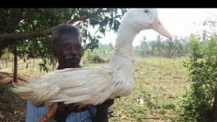 'Cooking Onion Duck Curry in My Village Super Taste Food Money Food'