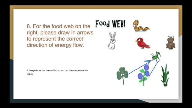 'Amoeba Sisters  Food Chains, Food Webs and Biodiversity Inst  Video'