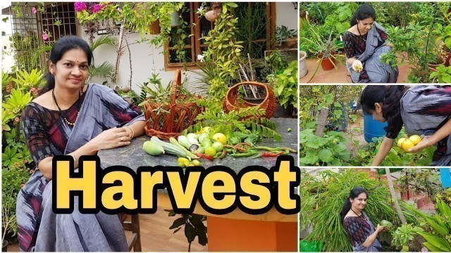 'Terrace Garden Harvest / grow your food /ఇవాళ కోసిన కూరగాయలు #vegetable gardening  #madgardener'