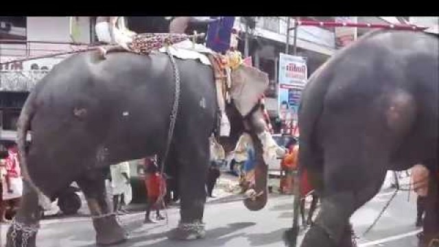 'Elephant Eating Bunch Of Banana'