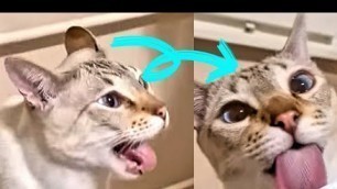 'Grossed out Gagging Cat! | Cat gags after smelling food but licks it - Funny and cute #shorts'