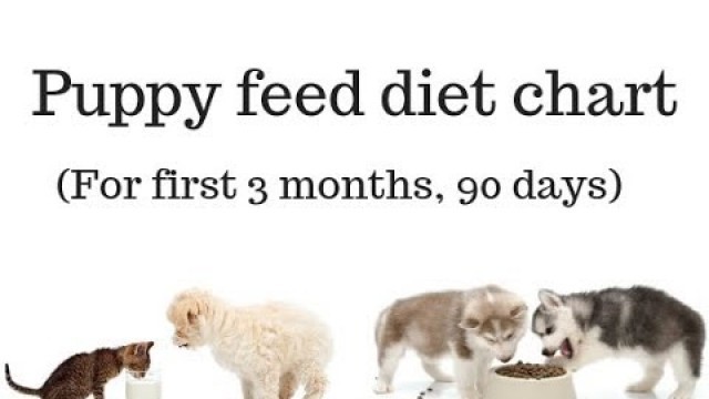 'Pet Care - Puppy | Dog Feed Diet Chart For First 3 month (90 days) - Bhola Shola | Harwinder Singh'