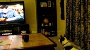 'Jeter The Boston Terrier Hates Man Vs Food'