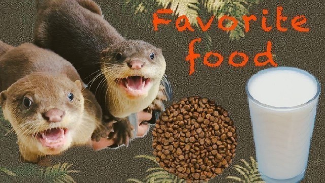 'Cat\'s food combine with milk is a delicious food for baby otters'