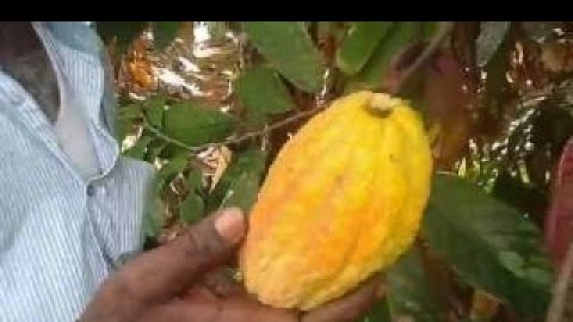 'Tasting Cacao Fruit in My Village Slightly Sweet + Sour Taste Food Money Food'