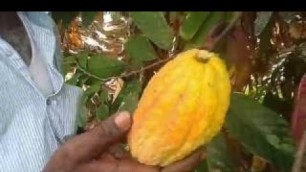 'Tasting Cacao Fruit in My Village Slightly Sweet + Sour Taste Food Money Food'