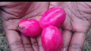 'Picking and Eating Cactus Fruit in My Village - Rare Fruit - Food Money Food'