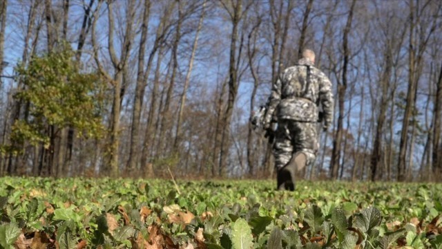 'Are You HUNTING Your FOOD PLOTS Too Much? The RISK is real...'