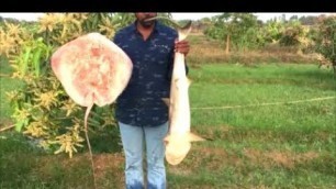 'Shark and Stingray Curry - Cooking A Big Shark with A Big Stingray'
