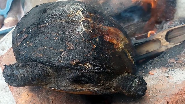 'How to cook Big Turtle frying Recipe | Trapping and cooking Turtle in Village style | #foodinfo'