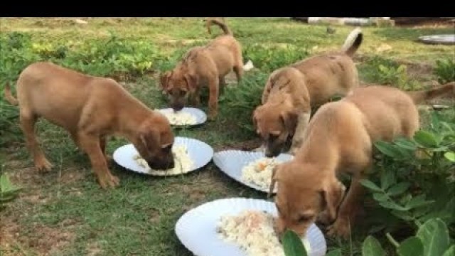 'Cooking For My Dogs and Puppies - Healthy Food for Dogs and Puppies'