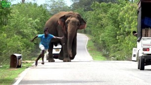 'A elephant demands and gets all the food from travelers.Never feed elephants'