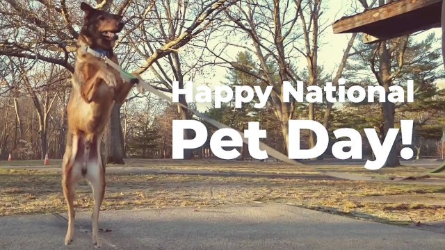 'Happy National Pet Day from PFX!'