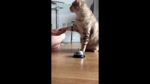 'Cat ringing desk bell for food'