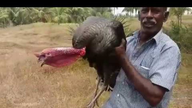 'Cooking Full Turkey Biryani In My Village   Diwali Feast   Food Money Food Secrets Finally Exposed m'