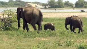 'Mother and baby elephant eating food'