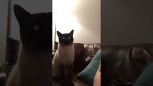 'Gagging cat begs for nachos'