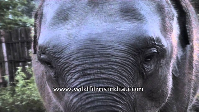 'Elephant munching and eating food from the bucket'