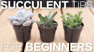 'Succulent Tips for Beginners // Garden Answer'