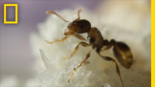 'Ants Help Clean New York City By Eating Your Food Scraps | One Strange Rock'