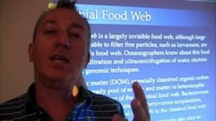 'Ocean Food Web - Microbial Food Web'