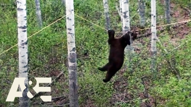 'Nature Gone Wild: How To Keep BEARS Away From Your Food (S1) | A&E'