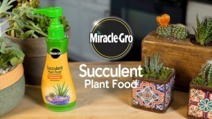 'How to Feed Succulents and Cactus Plants Using Miracle-Gro® Succulent Food'