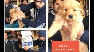 'Very Important Tips Diet Plan | Care | Behaviour | Before little  Puppy Bring at Home - Bhola Shola'