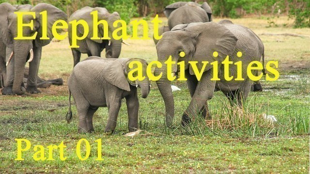 'Elephant activities | Baby elephant bathing | Eating elephant food | Elephant 2021 | (Part 01)'