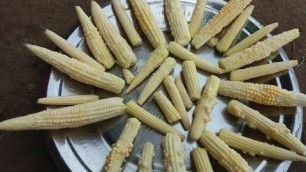 'Fresh Babycorn Gravy with Carrot Dosa Cooking in My Village - Food Money Food'