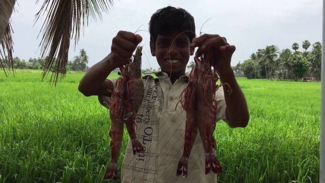 'Cooking Big Prawns in My Village - Big Prawn kulambu - Traditional Way of Cooking Prawns'