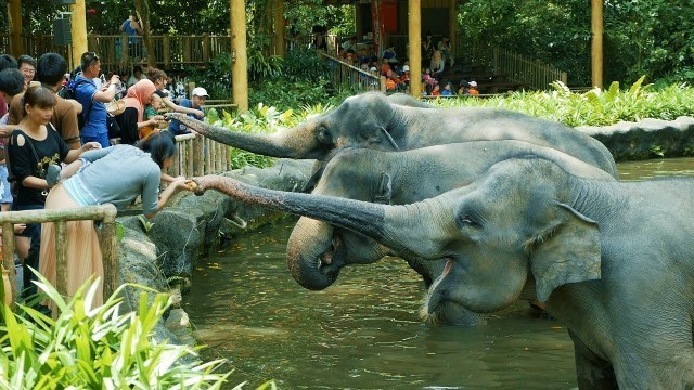 'Elephant Eating Banana || Pet Elephant Video || Hathi ki Video || Feeding Elephants Food || हाथी'