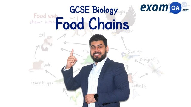 'Food Chains | KS3 & GCSE Biology'