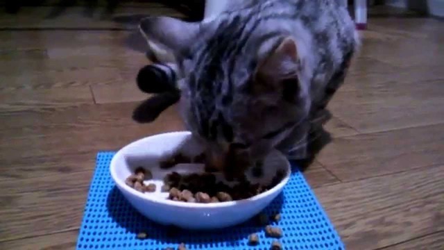 '【マンチカン】 子猫　えさの時間 Food is eaten Munchkin Cat'