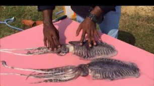 'Cooking Big CuttleFish - Sweet and Spicy CuttleFish Fries with Roasted Peanuts - My Village My Food'