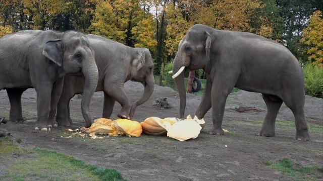 'Giant Elephants Eat Giant Pumpkins at Squishing of the Squash 2019'