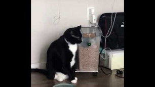 'Cat ringing food bell on the side of his food box.'