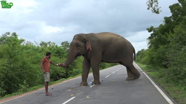 'Hungry elephant wants everyone to feed him to pass the road'