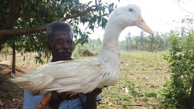 'Cooking Onion Duck Curry in My Village - Super Taste - Food Money Food'