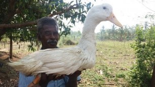 'Cooking Onion Duck Curry in My Village - Super Taste - Food Money Food'