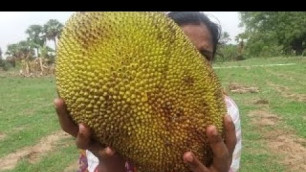 'Preparing Sweety JackFruit Payasam in My Village Food Money Food'