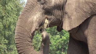 'Baby Elephant drinking/Watch How Elephant eat and drink using its trunk .'